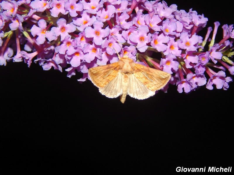 Buddleia in notturna.....